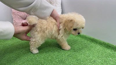 お問合せネーム・427くんの写真 8