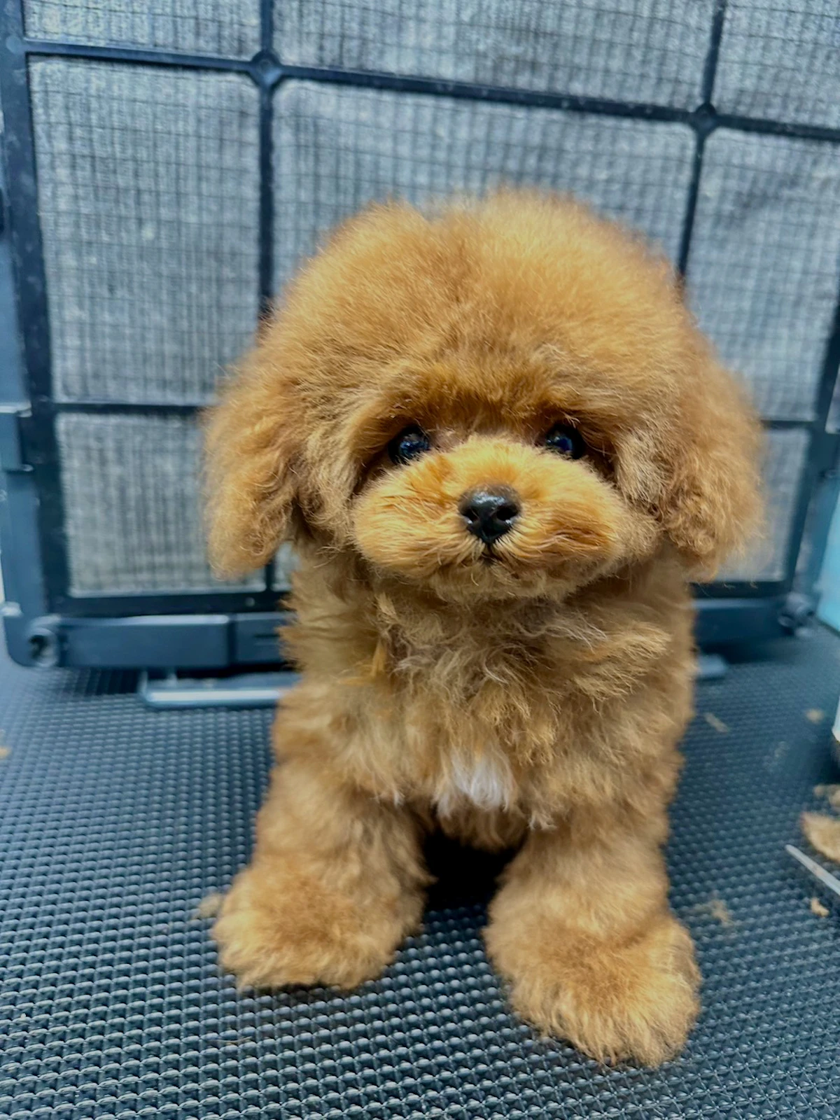 KING犬舎の画像
