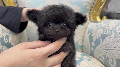 お問合せネーム・980くんの写真 2