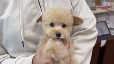 タイニーサイズプードルの写真 4