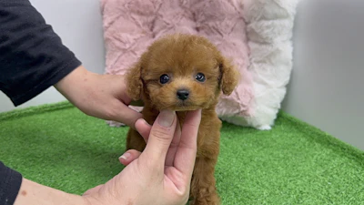 お問合せネーム・724くんの写真 3