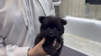お問合せネーム・992ちゃんの写真 2