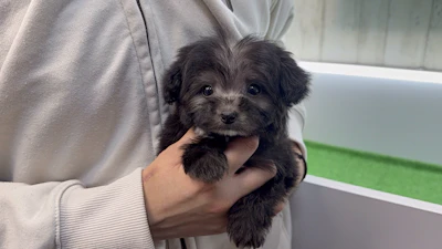 お問合せネーム・800ちゃんの写真 3