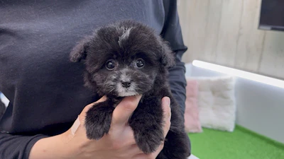 お問合せネーム・601ちゃんの写真 5