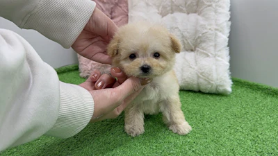 お問合せネーム・836ちゃんの写真 2