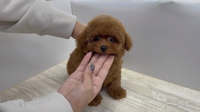 お問合せネーム・540ちゃんの写真 3