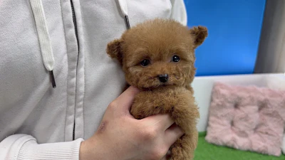 お問合せネーム・691くんの写真 2