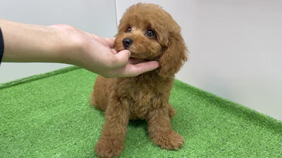 お問合せネーム・638くんの写真 4