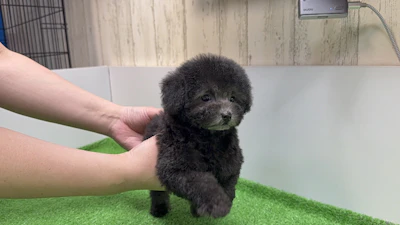 お問合せネーム・739ちゃんの写真 3