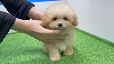 お問合せネーム・459ちゃん