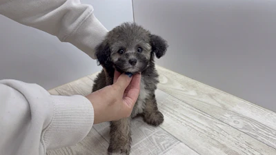 お問合せネーム・727ちゃん