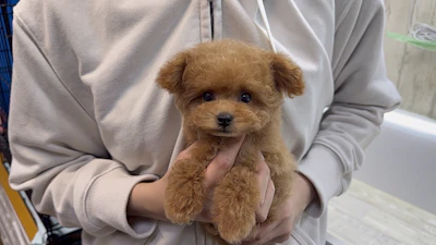 お問合せネーム・886ちゃん