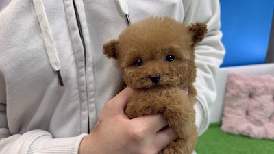 お問合せネーム・691くんの写真 3