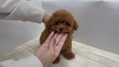 お問合せネーム・540ちゃんの写真 2