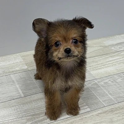 お問合せネーム・399ちゃん
