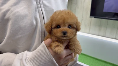 お問合せネーム・541ちゃん