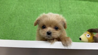 お問合せネーム・947ちゃんの写真 4