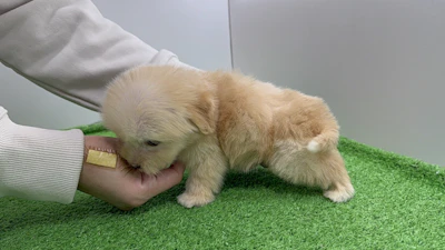 お問合せネーム・183ちゃんの写真 8