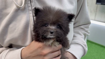 お問合せネーム・236ちゃん