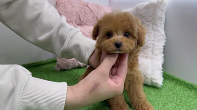 お問合せネーム・045ちゃん