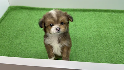 お問合せネーム・964くんの写真 7