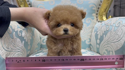 お問合せネーム・048ちゃん
