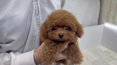 お問合せネーム・540ちゃん
