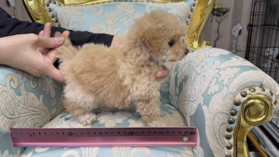 お問合せネーム・290ちゃんの写真 4