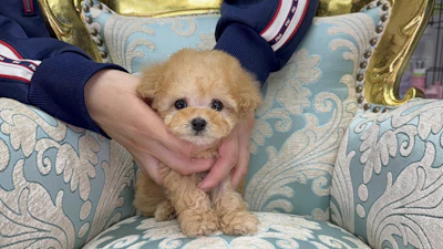 お問合せネーム・293ちゃん