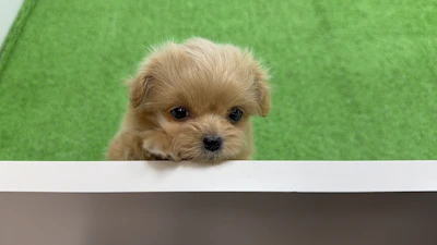 お問合せネーム・947ちゃんの写真 5