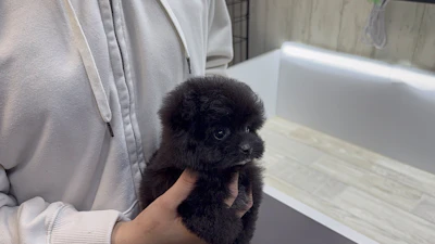 お問合せネーム・992ちゃんの写真 4