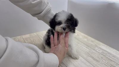 お問合せネーム・683ちゃん