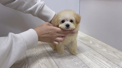 お問合せネーム・690ちゃんの写真 2