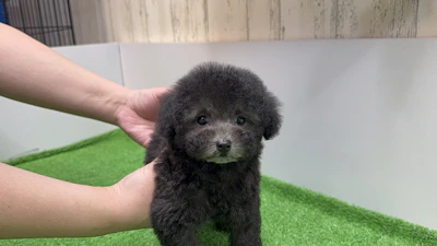 お問合せネーム・739ちゃんの写真 4