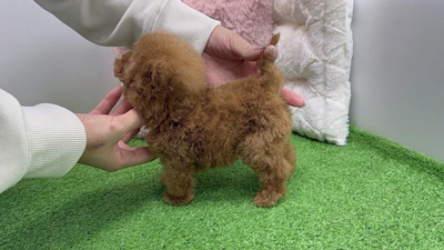 お問合せネーム・691くんの写真 7