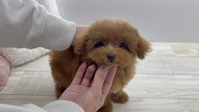 お問合せネーム・888ちゃんの写真 2
