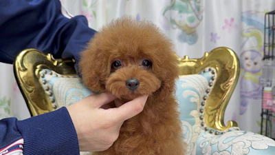 お問合せネーム・145ちゃん
