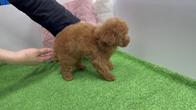 お問合せネーム211ちゃんの写真 5