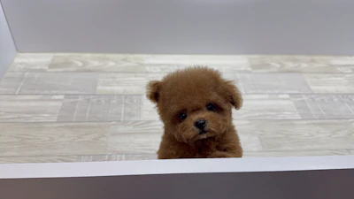 お問合せネーム・979ちゃんの写真 8
