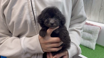 お問合せネーム・179ちゃん