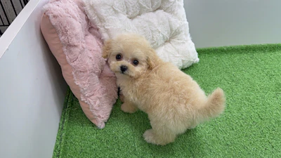 お問合せネーム・427くんの写真 9