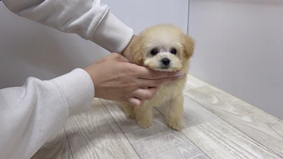 お問合せネーム・690ちゃんの写真 4