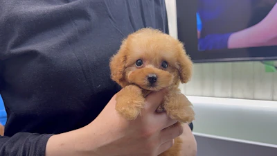 お問合せネーム・522くんの写真 2