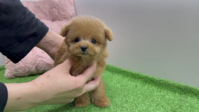 お問合せネーム・535ちゃん