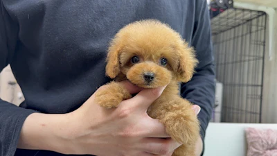 お問合せネーム・030ちゃん