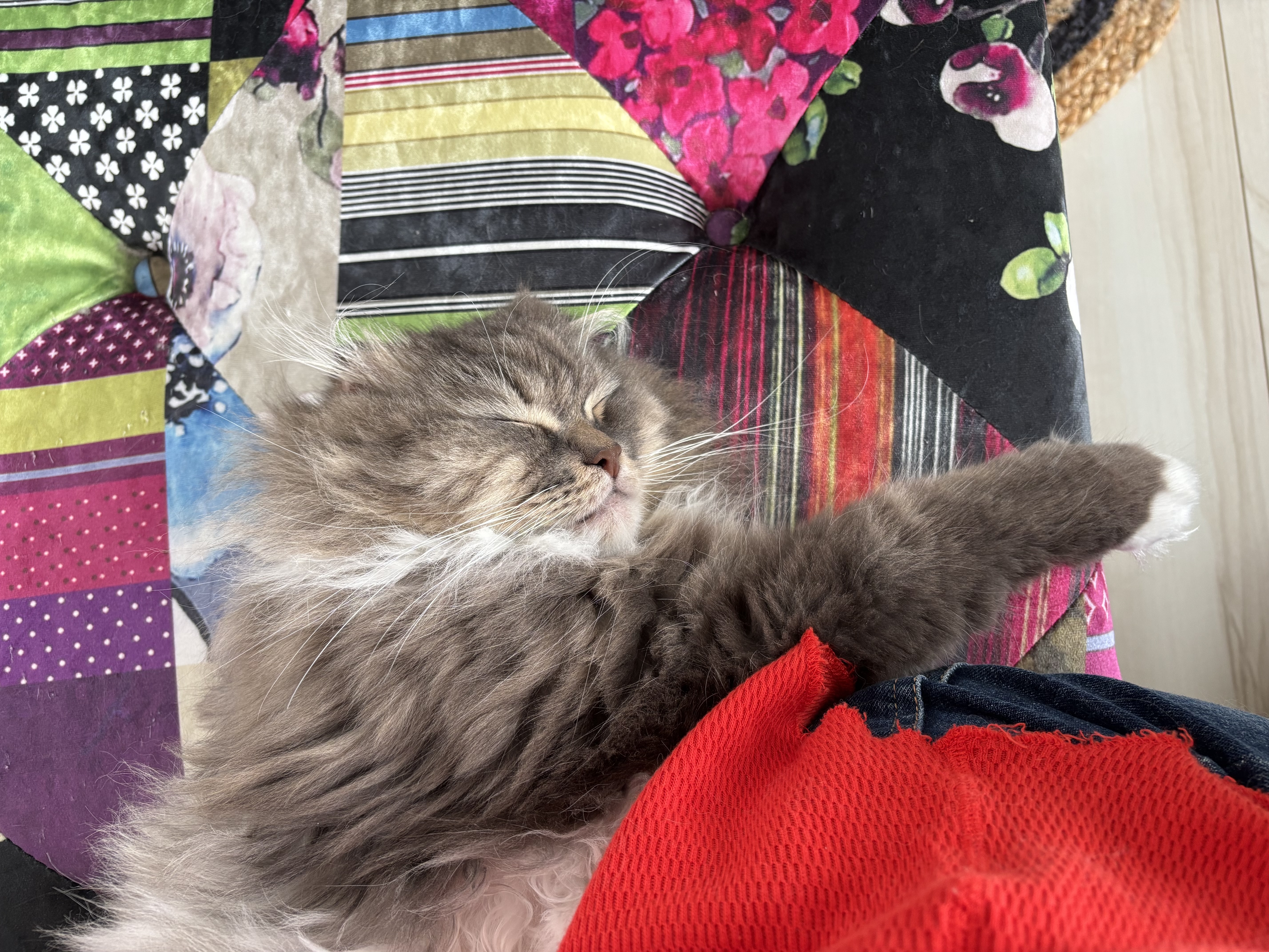 ねこママ ママスママガジン