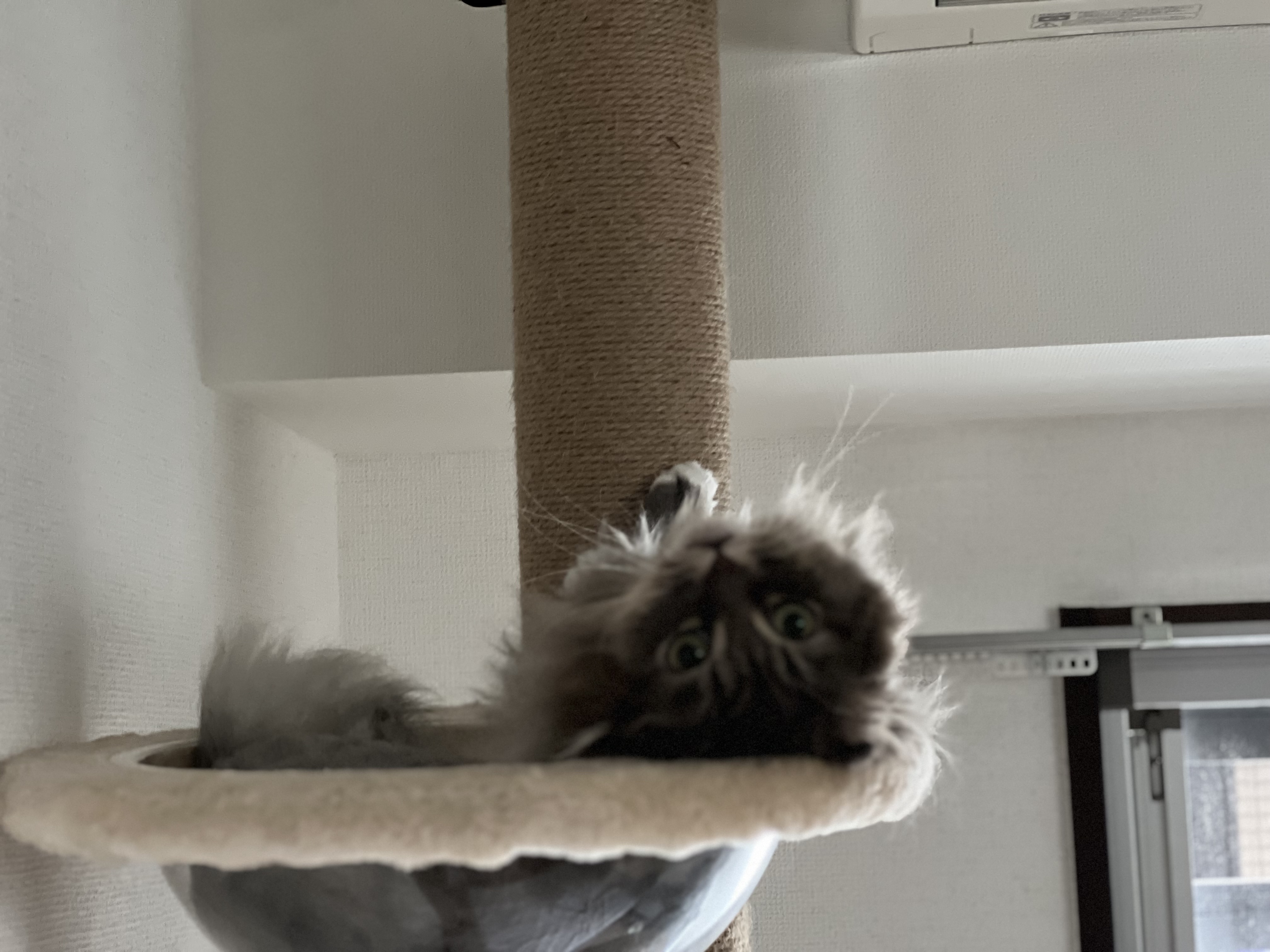 【155】秋葉原店オープンまで1ヵ月！