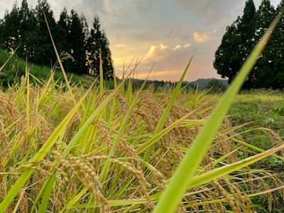 【766】なんでお米販売しようと思ったか？
