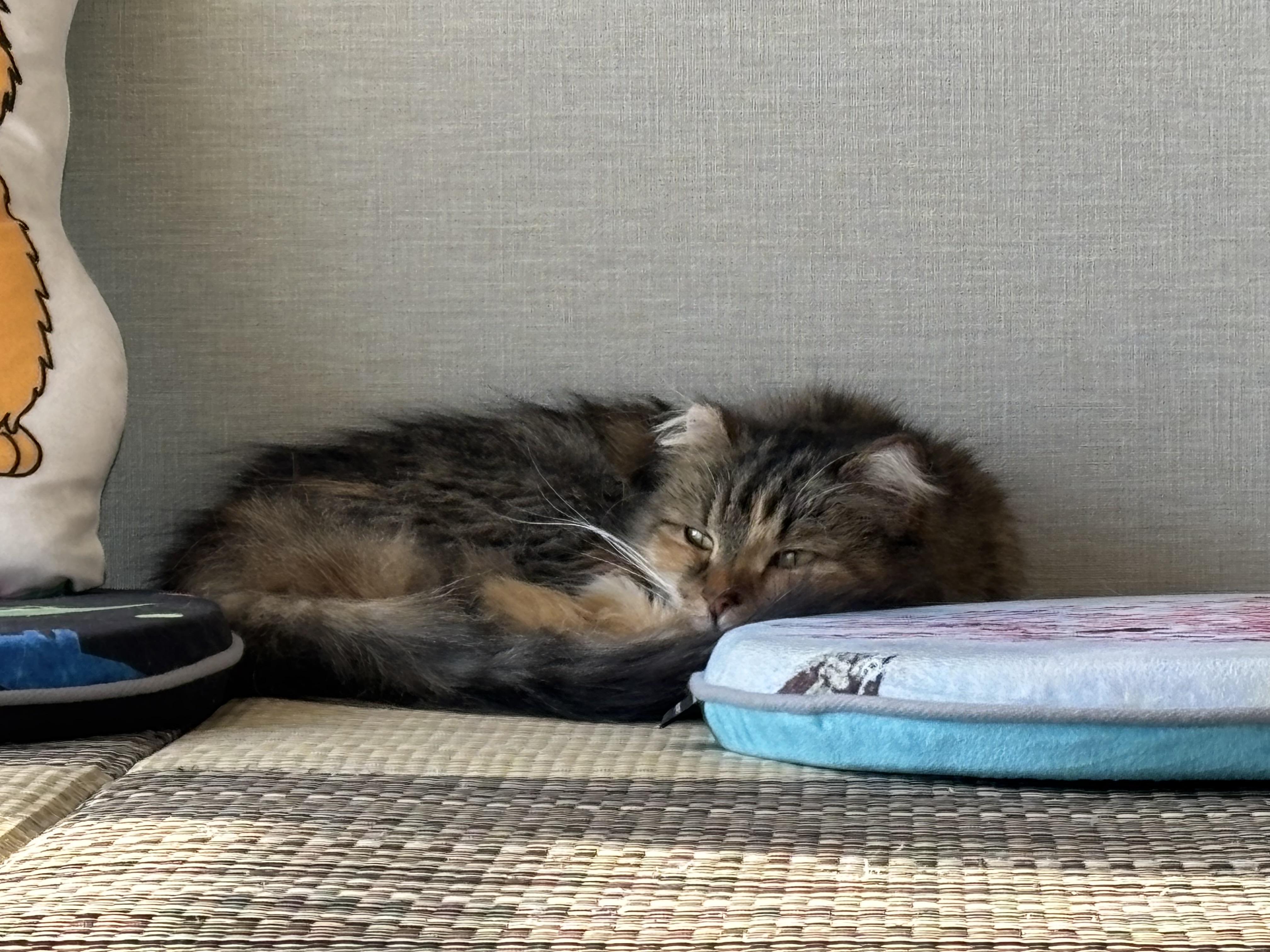 ママスママガジン