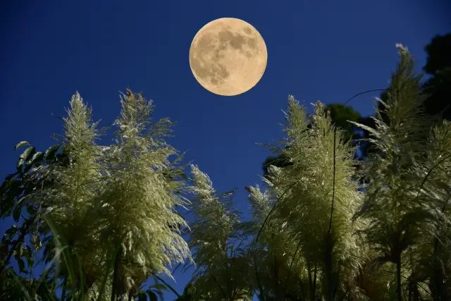 Tsukimi 2026: Japan's Moon-Viewing Night Is Sept 25, Not the Full